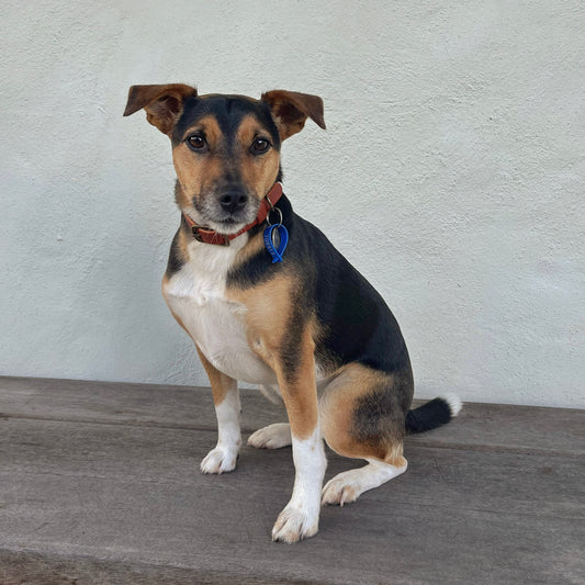 Dog sitting on a wooden floor with a plain wall background, wearing a tan leather collar.